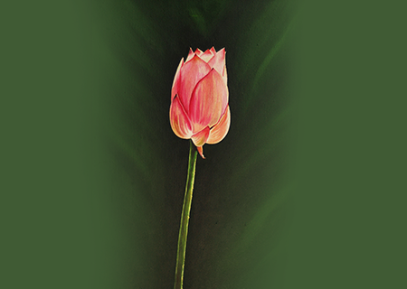 Portfolio 1